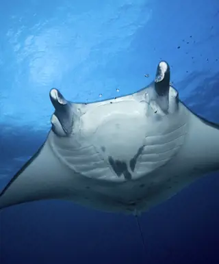 Besuche die Unterwasserwelt der Isla Floreana